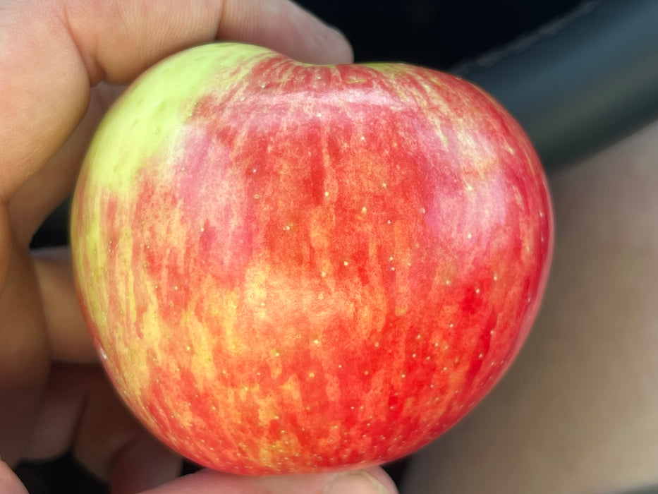 Sweet Apple Tree Bundle - 5 Trees