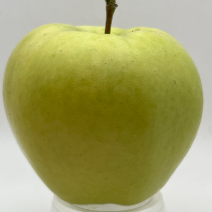 Ginger Gold® Apple Trees