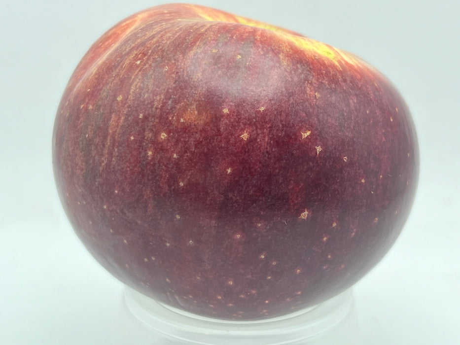 Macoun Apple Trees