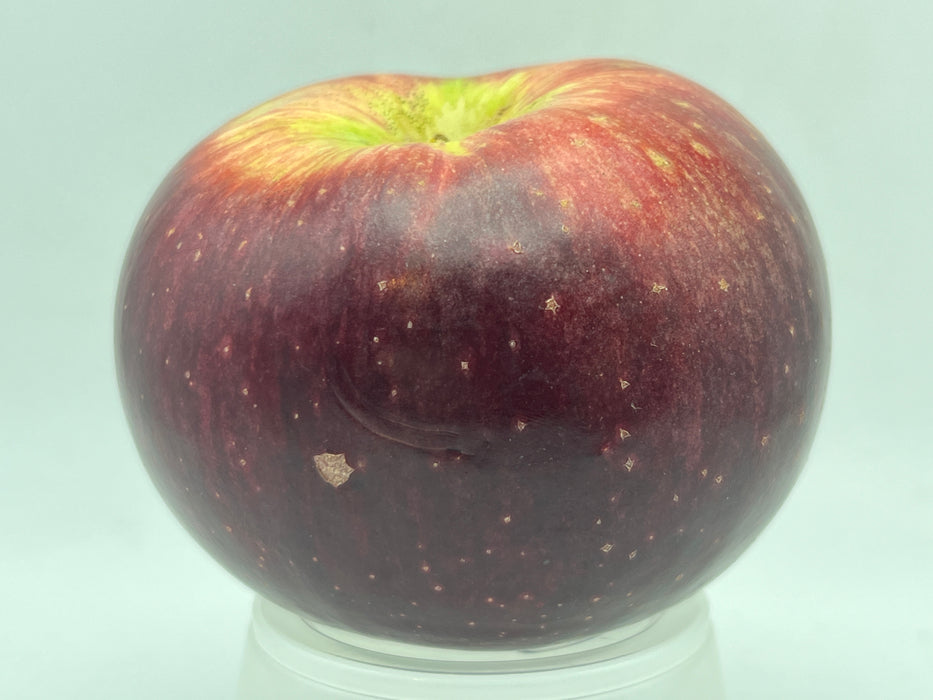 Macoun Apple Trees