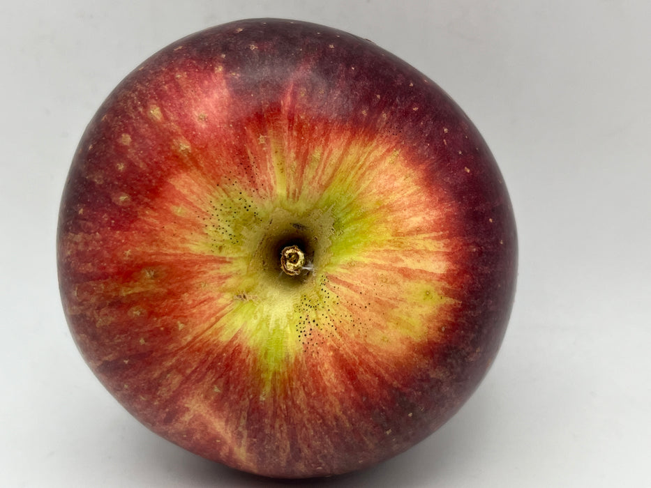 Macoun Apple Trees