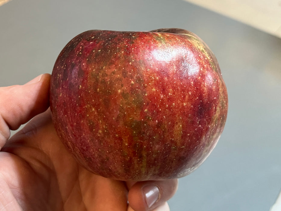 Royal Limbertwig Apple Tree