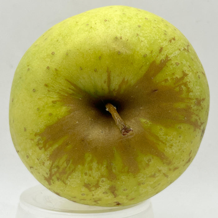 Champagne Apple Tree