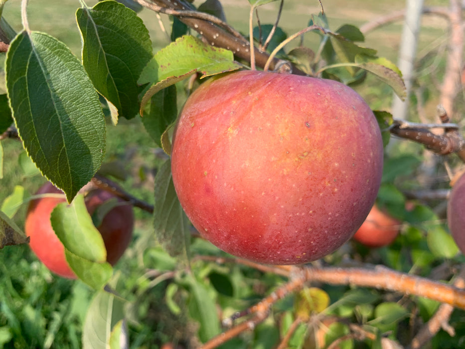 Snowsweet Apple Scionwood