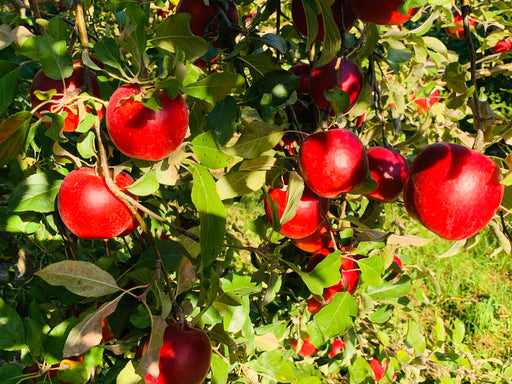 9 ambrosia apples hanging off a tree branch with 13 apples hidden in the leaves behind