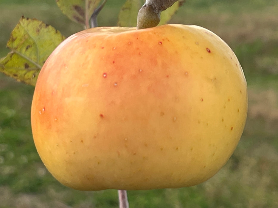Rubaiyat Apple Tree