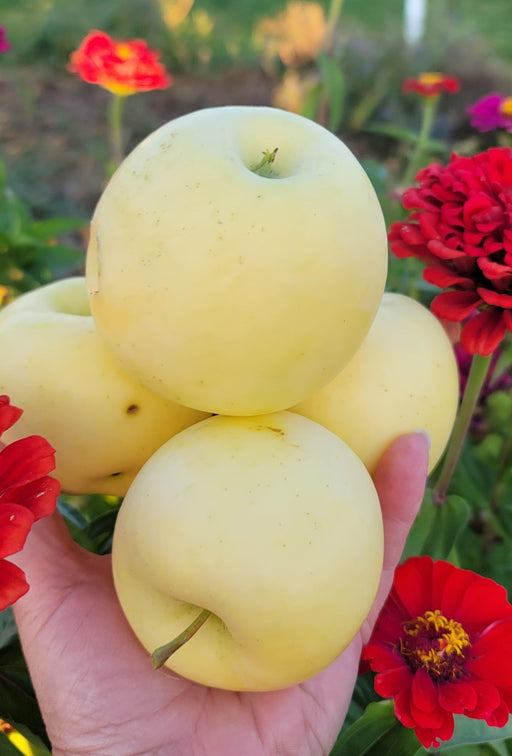 4 Ripe Yellow Transparent Apples
