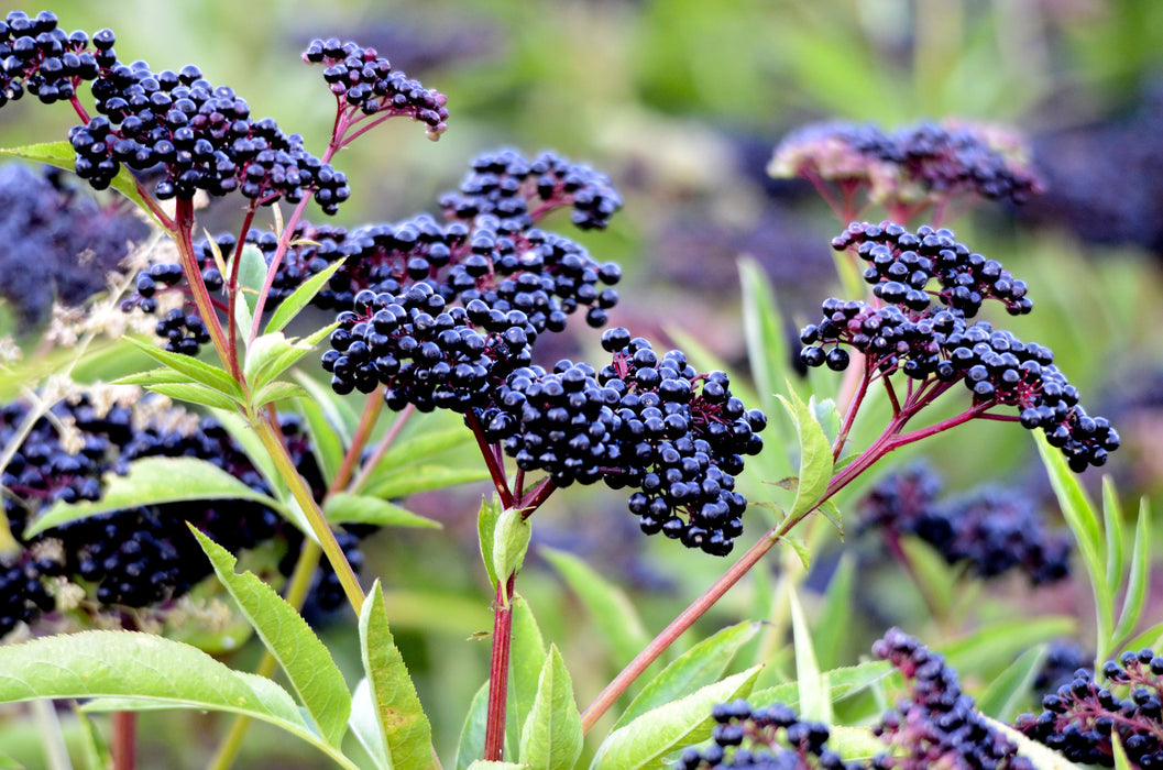 York Elderberry Bush Fruit
