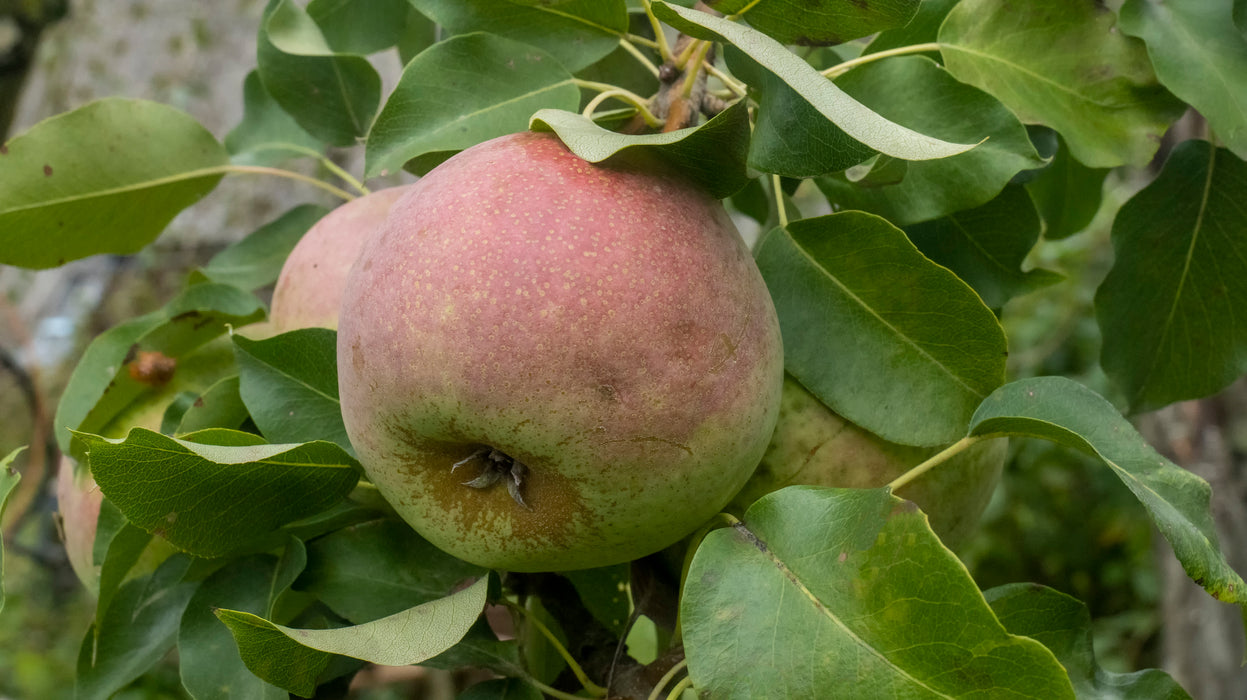Harrowsweet Pear Trees