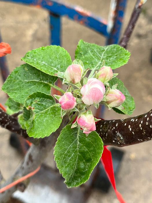 Fuji Apple Tree