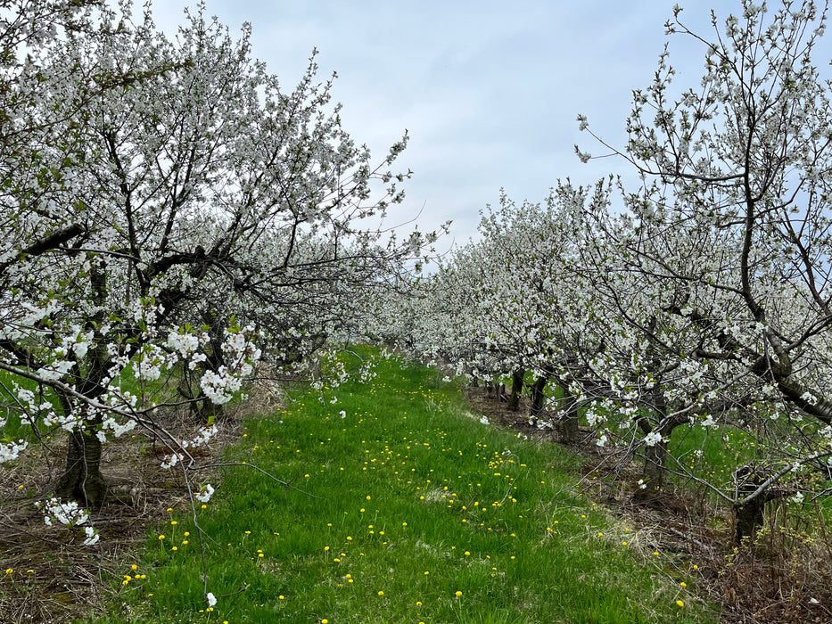 Montmorency Cherry Tree