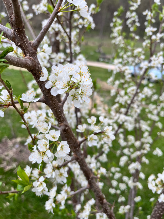 Montmorency Cherry Tree