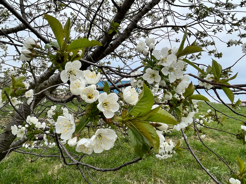 Montmorency Cherry Tree