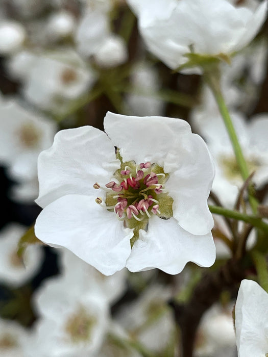 Kieffer Pear Trees