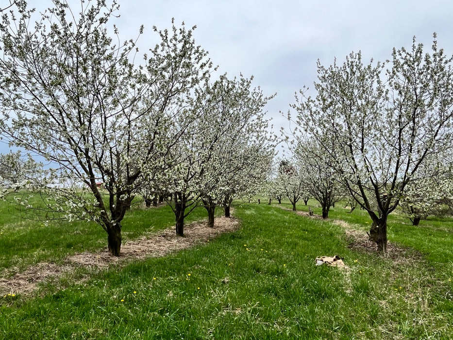 Balaton Cherry Tree