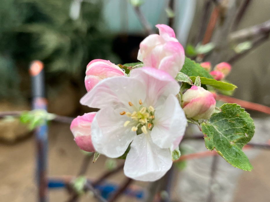 Fuji Apple Tree