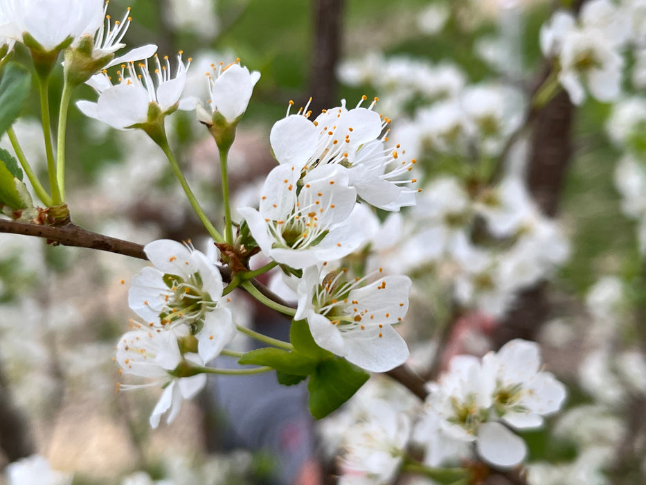 Montmorency Cherry Tree