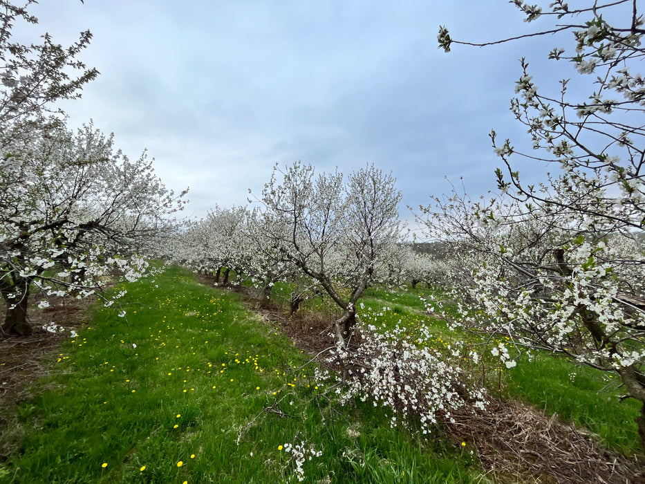 Montmorency Cherry Tree