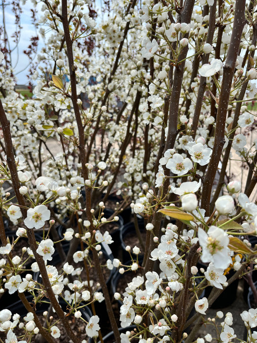 Kieffer Pear Trees