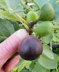 LSU Fig Tree