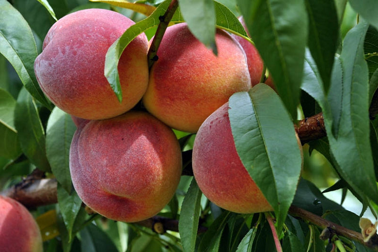 Redhaven Peach Tree