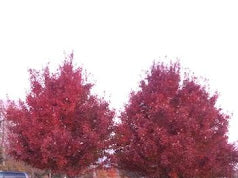 Brandywine Maple Tree