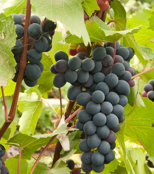 Marquette Grape Vines