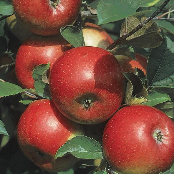 Freedom Apple Trees