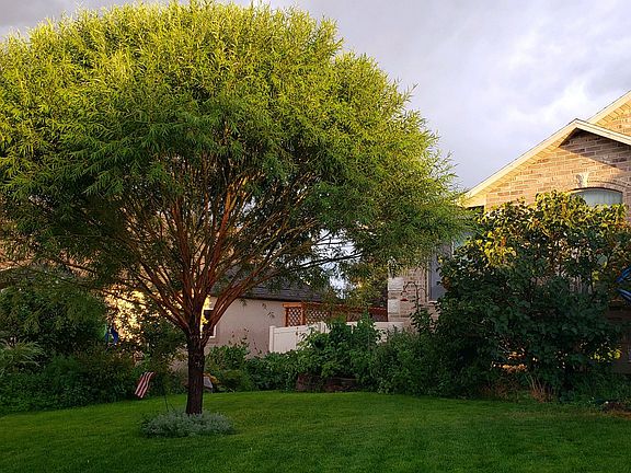Globe Navajo Willow