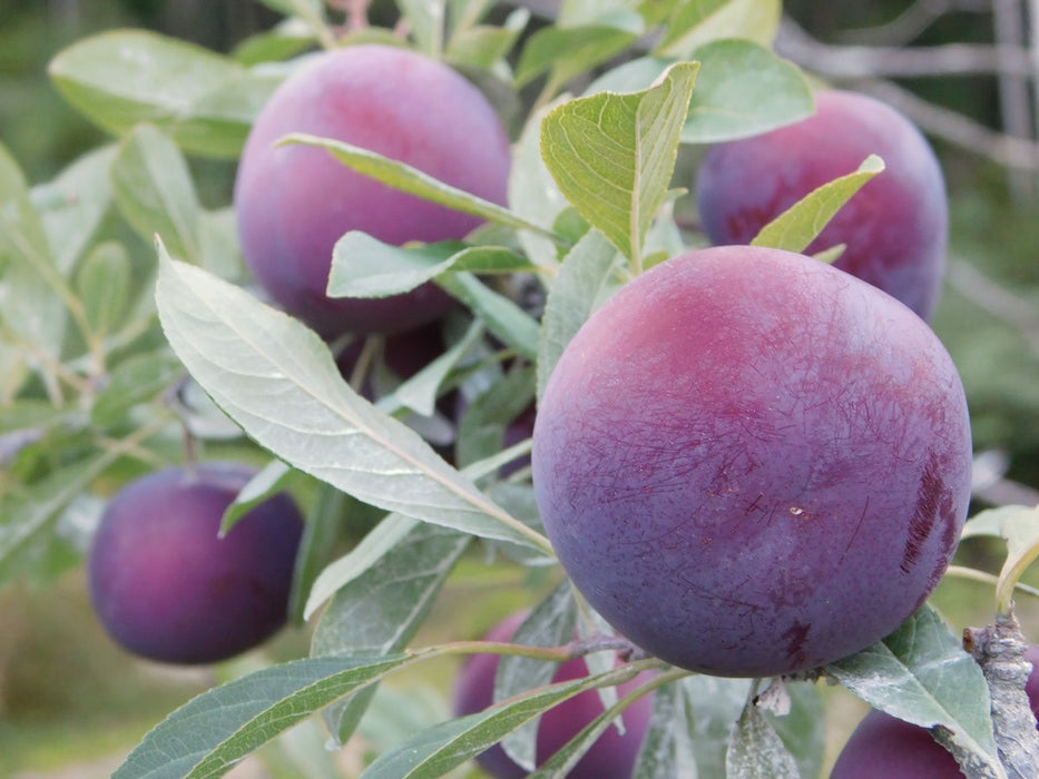 Black Ice® Plum Tree