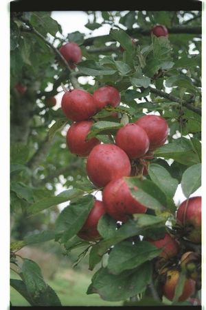 Stoke Red Apple Tree