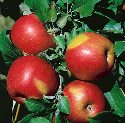 Sweet Sixteen Apple Tree