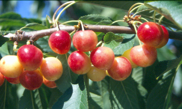 Blushing Golden Sweet Cherry Tree