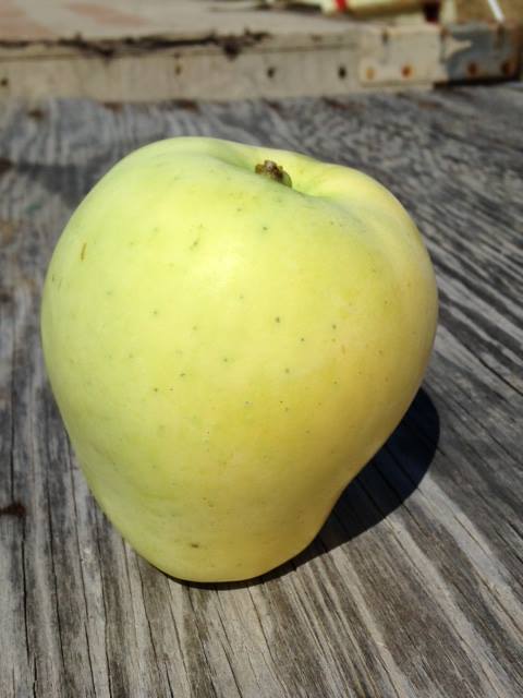 Lodi Apple Trees