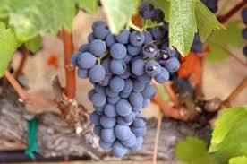 Fredonia Grape Vine