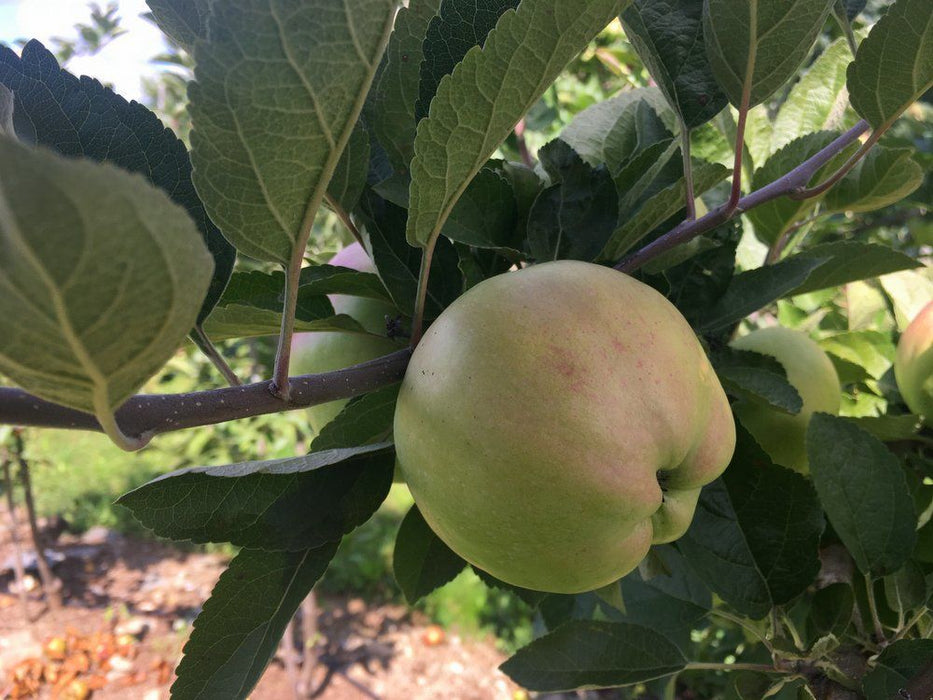 Calville Blanc d'Hiver Apple Tree