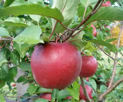 Red Rome Apple Tree