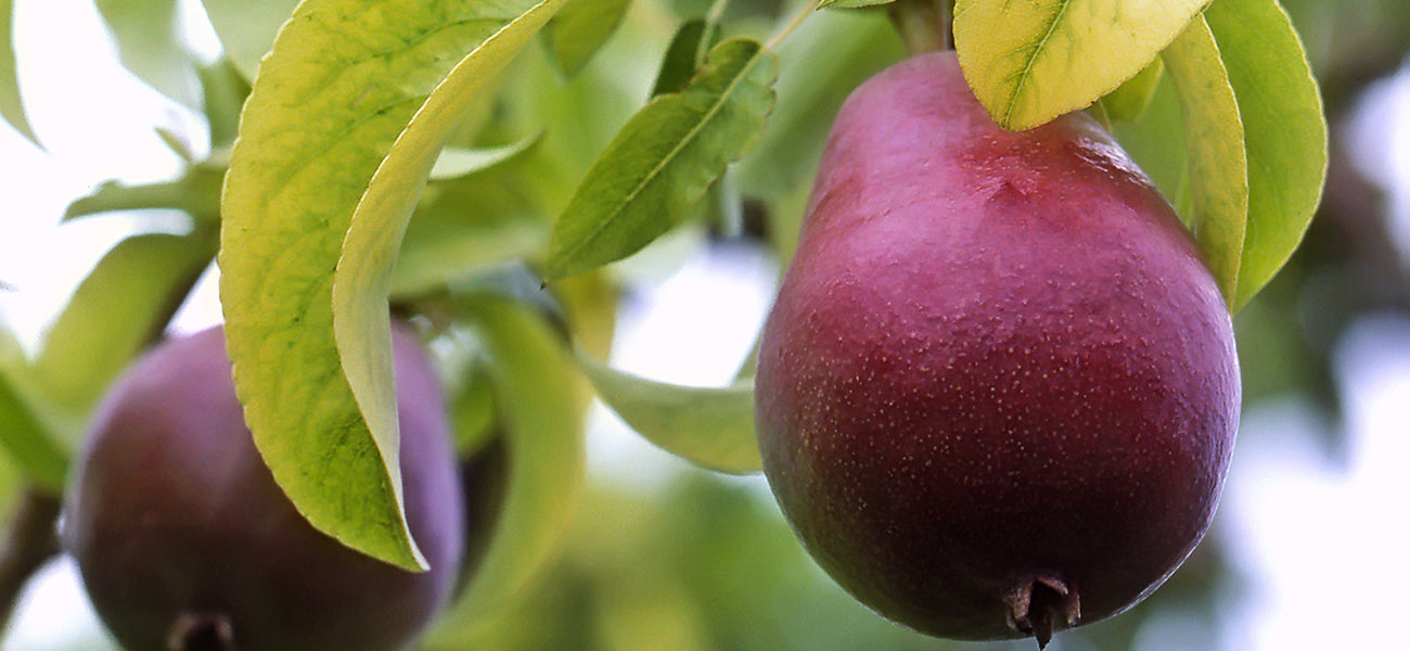Red D'Anjou Pear Tree