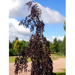 Weeping Beech Tree