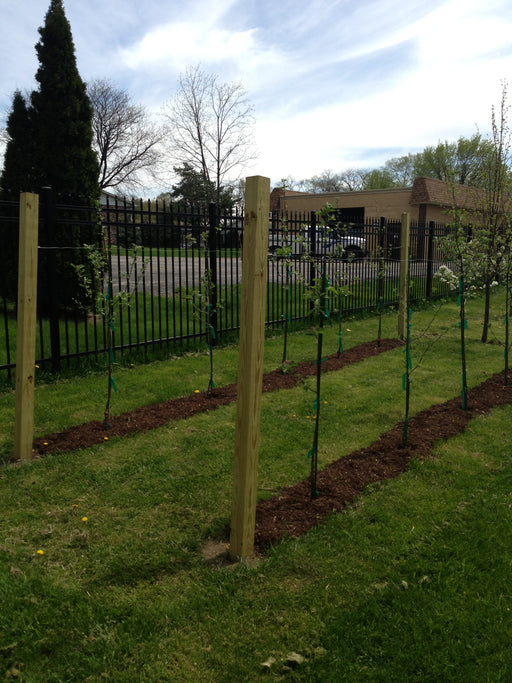 starter collection of orchard trees for the home orchardist