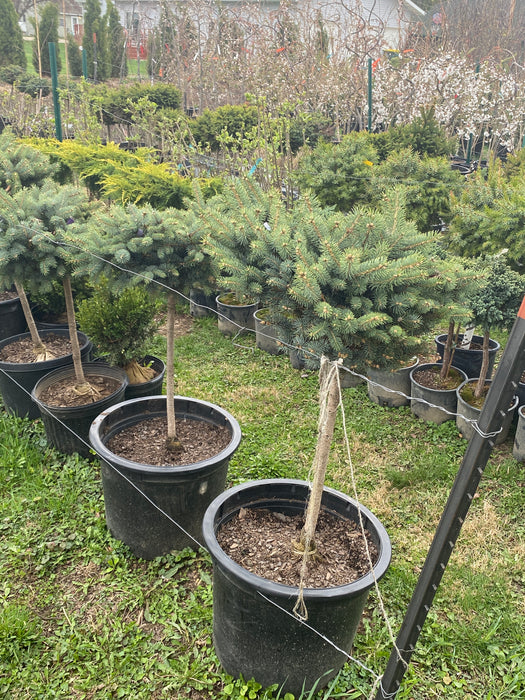 Dwarf Globe Blue Spruce on Standard