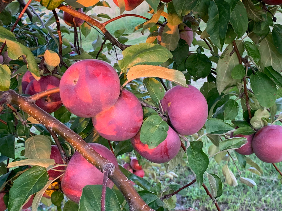 Cortland Apple Tree