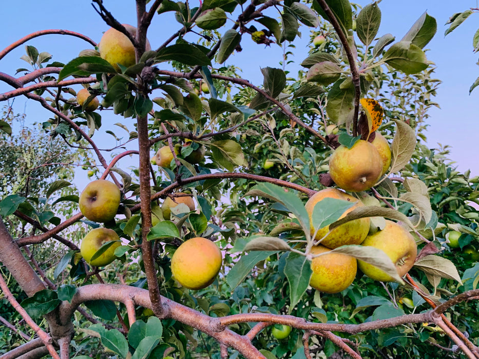 Golden Russet Apple Trees