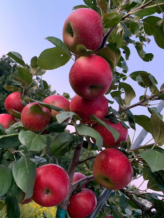 Crimson Crisp Apple