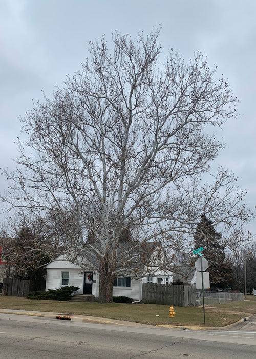 Exclamation Sycamore Trees