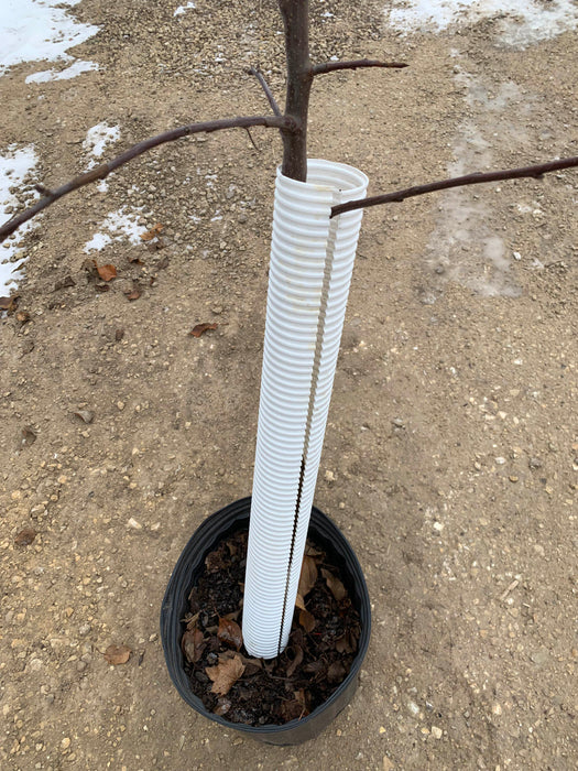 Tree Guards