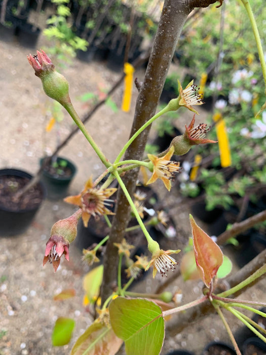 Kieffer Pear Trees
