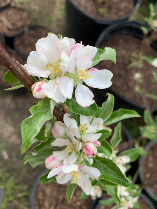 Crimson Crisp Apple