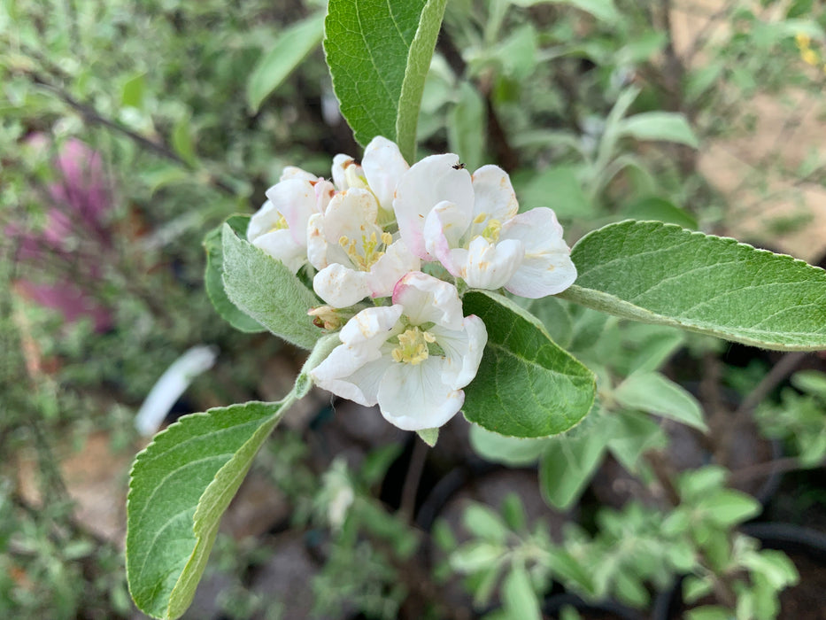 Cortland Apple Tree