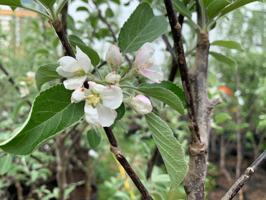 Cortland Apple Tree